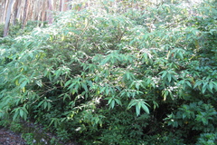 Debregeasia longifolia